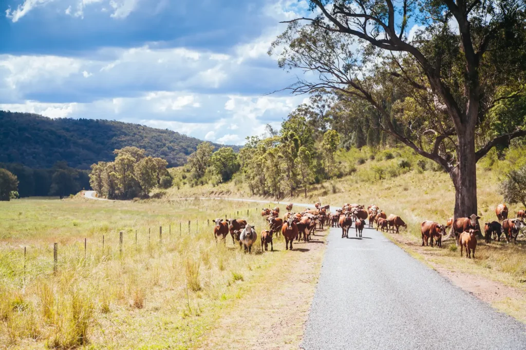 hunter valley landscape